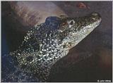 Cuban Crocodile - Crocodylus rhombifer