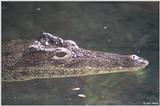 Cuban Crocodile - Crocodylus rhombifer