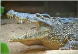 Cuban Crocodile  (Close-up)