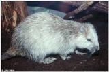 Re: REQ: Picture of Cuban Hutia