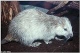 Re: REQ: Picture of Cuban Hutia