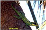 Cuban Knight Anole File 1 of 2 - CubanKnghtAnole3.jpg (0/1)