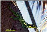 Cuban Knight Anole File 2 of 2 - CubanKnightAnole4.jpg (1/1)