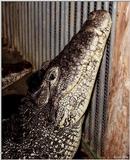 Cuban Crocodile - Crocodylus rhombifer