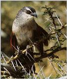Cuckoo