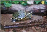 Cumberland slider (Trachemys scripta troosti)1