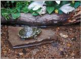 Cumberland slider (Trachemys scripta troosti)2