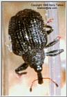 Curculionid 2 - ktatlow@xta.com.jpg