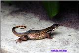 Curly-tailed Lizard - CurlyTailLizard.jpg