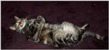 Syxx and Storm (cats)