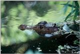 Cuvier's Dwarf Caiman (Paleosuchus palpebrosus)