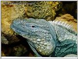 Cayman Rock Iguana 2/3