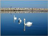 Cygnus on sea...fotorustic