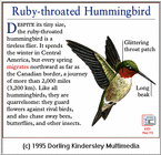 Ruby-throated Hummingbird