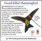 Sword-billed Hummingbird (Ensifera ensifera)