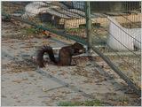 Re: REQ: Black Squirrels - DSC00004.JPG (1/1)