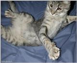 Sara playing (cat)