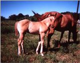 HORSE-PICTURES