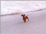 Dachshund - Hunting Island, SC - dach01.jpg