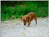 Dachshund - dachs01.jpg