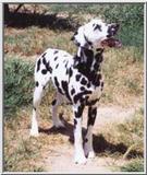 Posting dogs - dal8346j.jpg(1/1) 10498 bytes