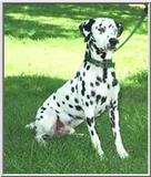 Posting dogs - dal845.jpg(1/1) 9246 bytes