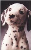 Dalmation pup