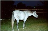 Horse - Paducah, KY - horse01.jpg