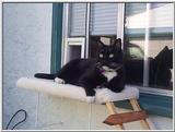 Boots new kitty shelf