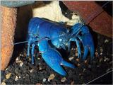 Blue Yabby Photo.