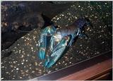 Blue Yabby Photo.