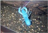 Blue Yabby Photo.