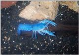 Blue Yabby Photo.