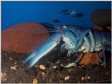 Blue Yabby Photo.