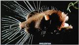 Anglerfish - Deepsea-Anglerfish J01-closeup.jpg [1/1]