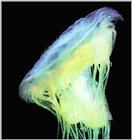 Deep sea jellyfish