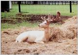 deer resting
