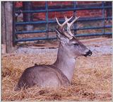 another deer resting