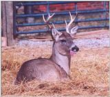 deer silly