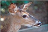 Oh, Deer Me...