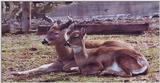deer duo