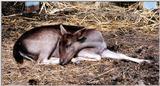 fawn sleep