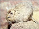 Degu (Octodon degus)