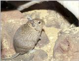 Degu (Octodon degus) 2