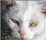 kitty face (one of mine)