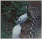 Demoiselle Cranes