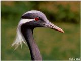 More Cranes - Demoiselle Crane head study