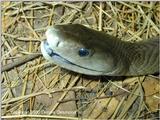 black mamba (Dendroaspis polylepis)