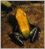 My D. bicolor (dart frog)