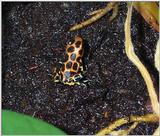 intermedius poison arrow frog